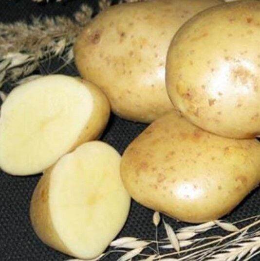 Картофель каменский. Семенной картофель Гала. Сорт картошки Колобок. Семена картошки сказка. Сорт картофеля сказка.