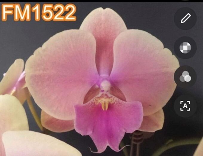 Биг липы мэджик арт фото Орхидея фаленопсис FM1522 P.Fangmei Rainbow’Big Lip' Орхидея фаленопсис. Декорат