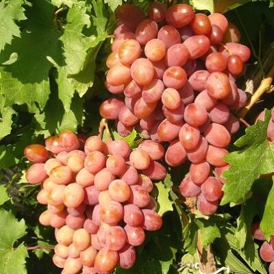 Кишмиш алиса описание сорта фото Сибирский сад / Виноград Анюта (коробка) 1шт (Сиб Сад) Виноград. Плодовые кустар