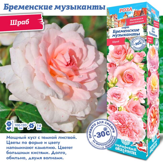 садовый мир Розапитомник Элит Парковые розы Beautiful rose flowers, Beautiful fl