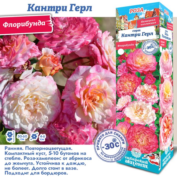 Роза кантри герл фото и описание Aktuelt
