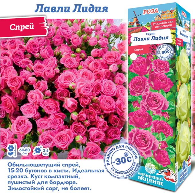 Сибирский сад Роза Лавли Лидия (Спрей) 1шт (Сиб сад)