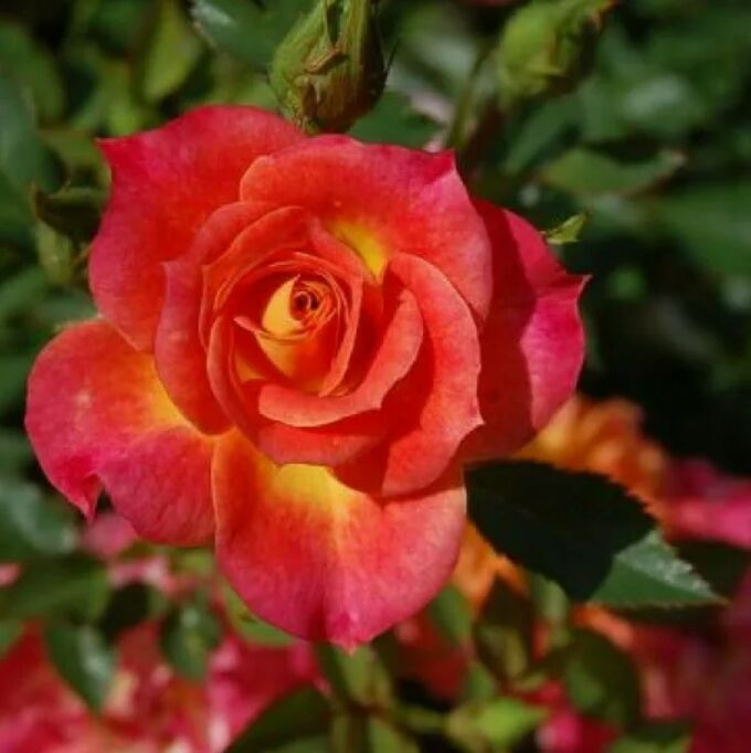 Роза Мандарин миниатюрная