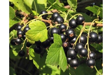 Рассада от Жени. Смородина черная Селеченская