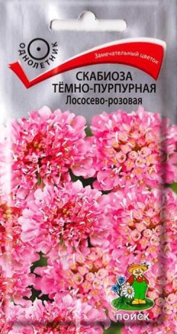 Поиск Скабиоза Темно-пурпурная Лососево-розовая (Код: 84381)