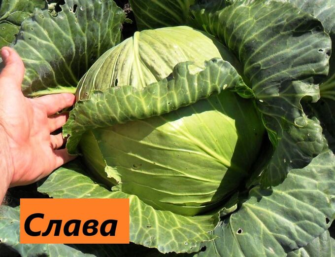 Как выглядит капуста сорта слава фото