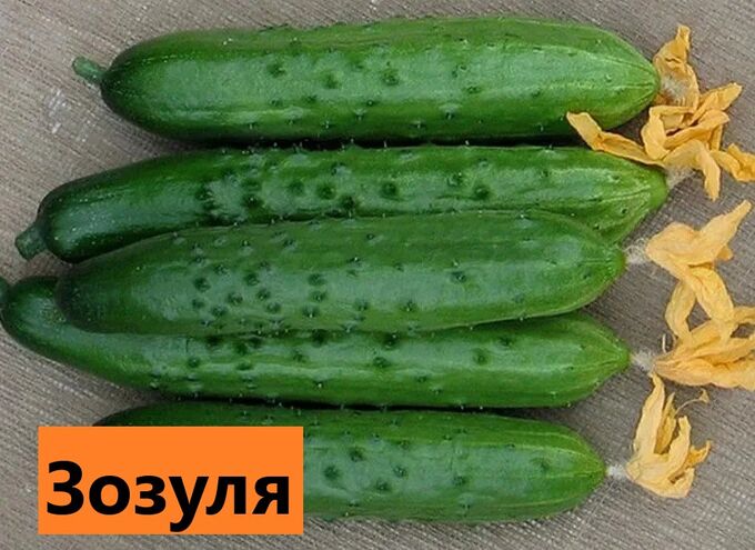 Рассада от Жени. Зозуля