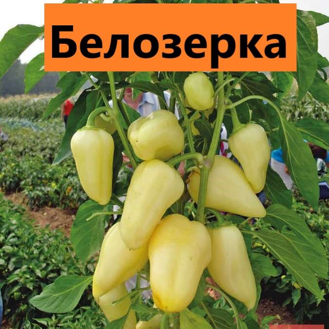 Рассада от Жени. Белозерка