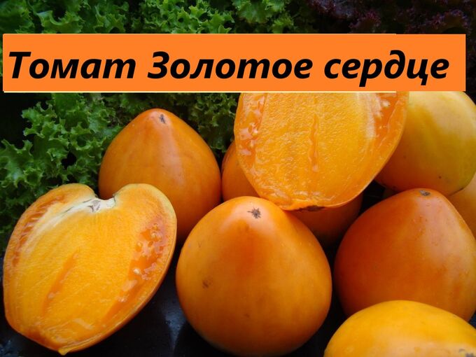 Рассада от Жени. Золотое сердце(желтый)