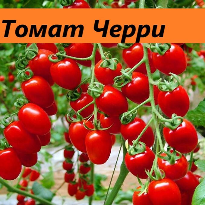 Черри (красный) | Томат. Рассада овощей с открытой корневой системой