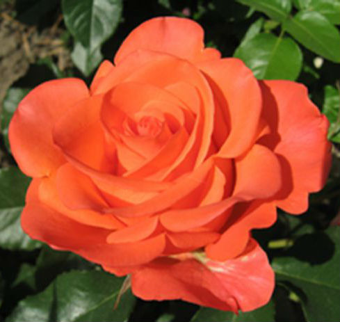 Саженец розы "Вау" 1 шт (7576651) - Купить по цене от 333.00 руб. Интернет магаз