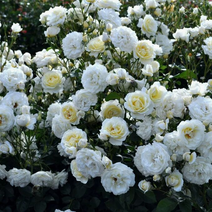 Роза чайно-гибридная Белый Медведь