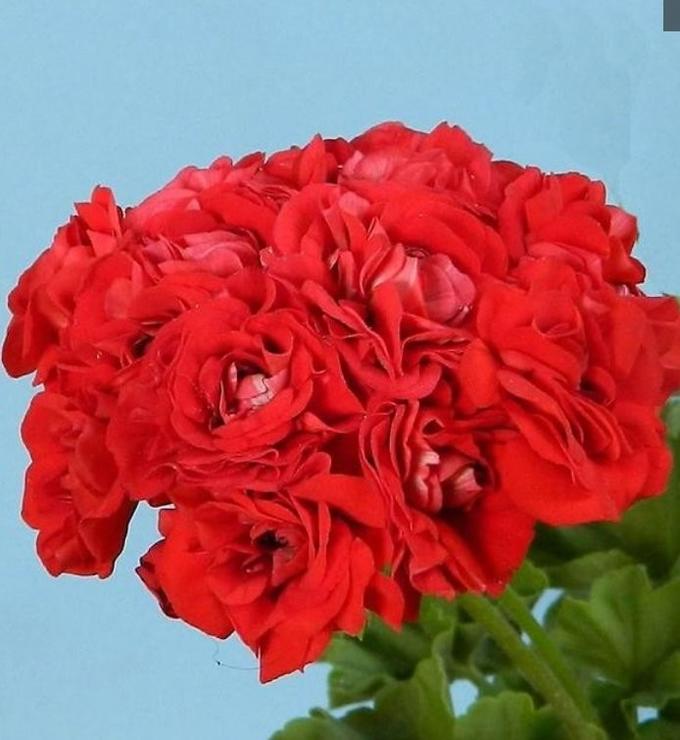 Пеларгония розебудная Rosebud Red