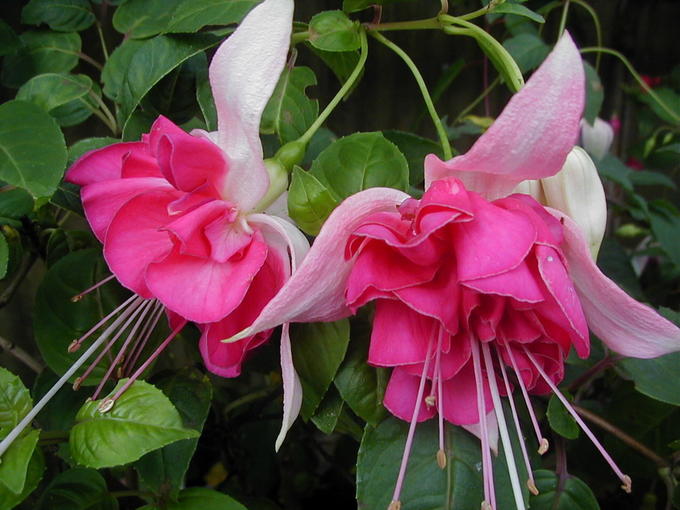 Фуксия Fuchsia Bella Rosella