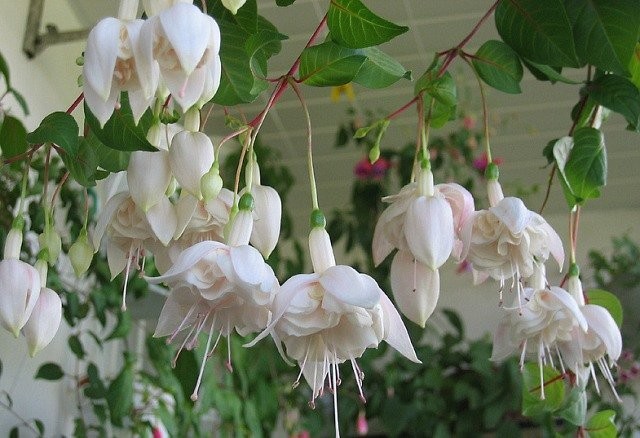 Фуксия махровая ампельная