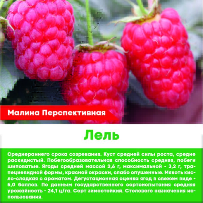 Малина Лячка