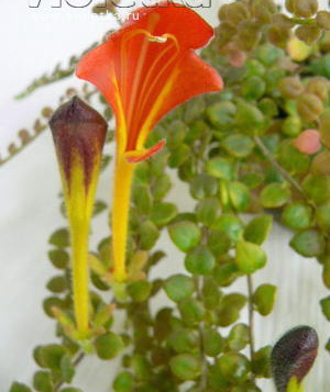 Колумнея microphylla