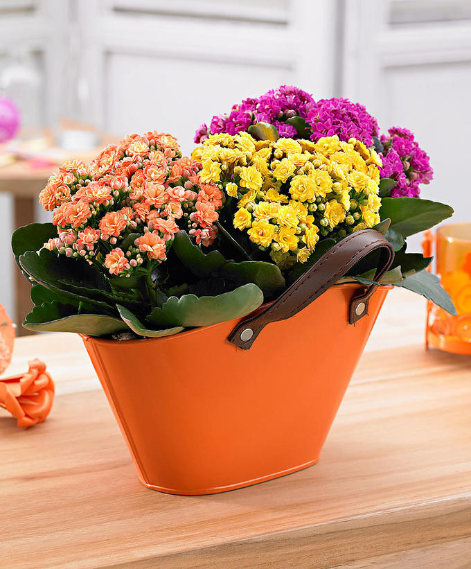 Kalanchoe С†РІРµС‚РѕРє ikea