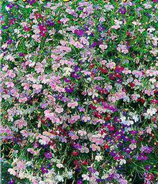 лобелия ампельная синий каскад. семена лобелия серпантин ампельная. лобелия серпантин. лобелия ампельная серпантин. лобелия жемчужная нить.