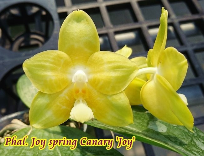 Joy spring. Фаленопсис Joy Spring Canary. Phal. Joy Spring Canary 'Joy'. Phal. Joy Spring Canary Green. Phal. Joy Spring Canary 'Japan Peach'.