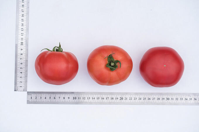 Агрофирма Партнёр ПАРТНЕР Томат Кастельяно F1 ( 2-ной пак.) Гибриды биф-томатов с массой плода свыше 250 г