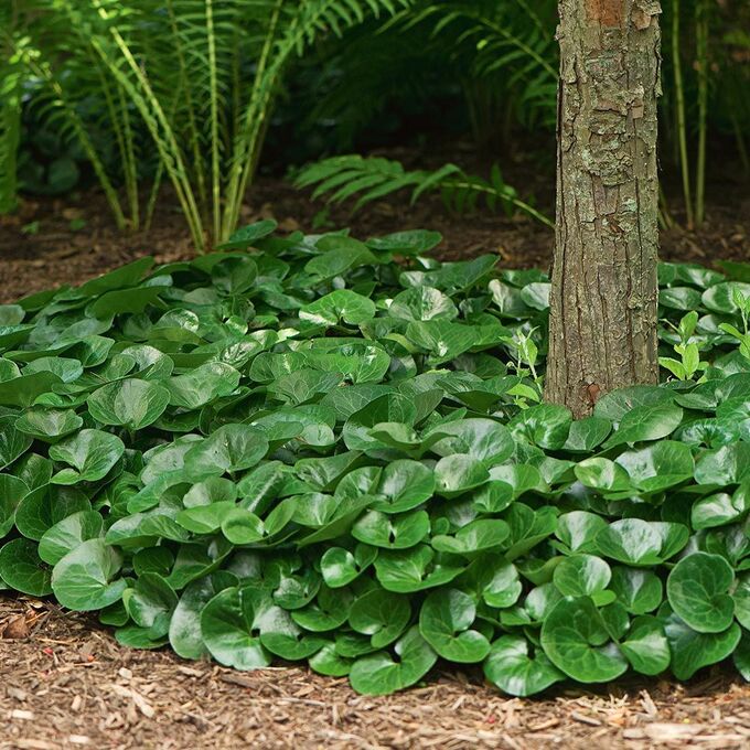 Копытень европейский (Asarum europaeum) купить с доставкой по Беларуси "BuonRoza