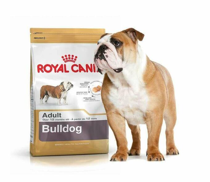 BULLDOG ADULT (БУЛЬДОГ ЭДАЛТ)