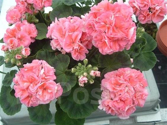 Черенок пеларгонии Mrs Eve Scott