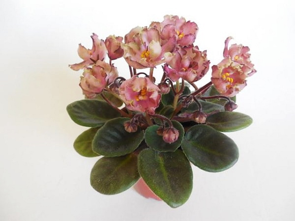 Фиалка Pink African Violet