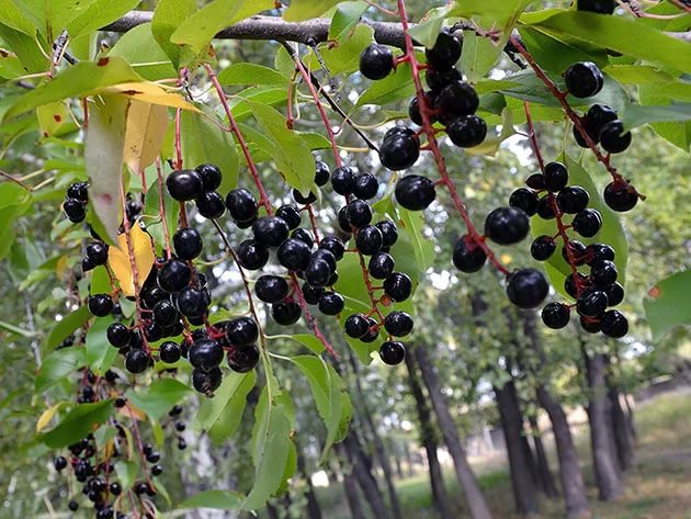 Черемуха Сахалинская устойчивая