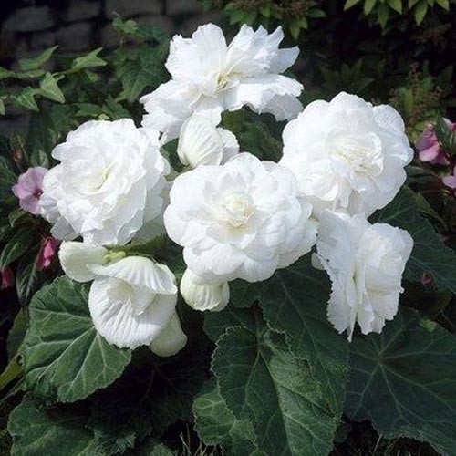 Бегония Нон Стоп белая (упак 1шт) Комнатные цветы: махровые бегонии. Декоративно