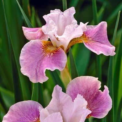 Iris sibirica Dance Ballerina Dance Цветок сиреневато-розовый |  Декоративноцветущие луковицы, рассада и саженцы