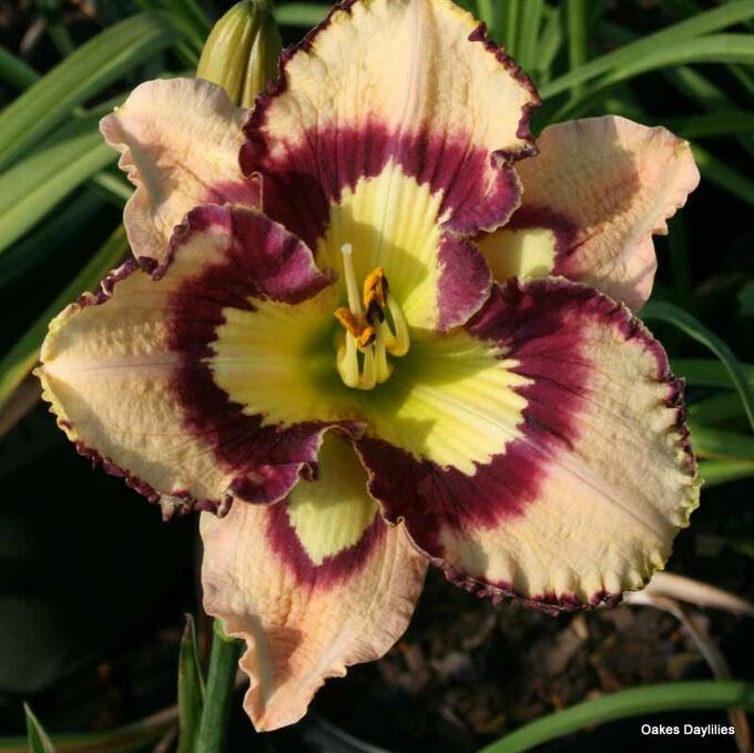 Hemerocallis Spacecoast Sea Shells