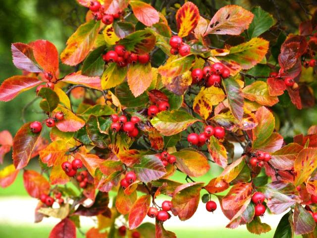 Боярышник сливолистный (Crataegus prunifolia)