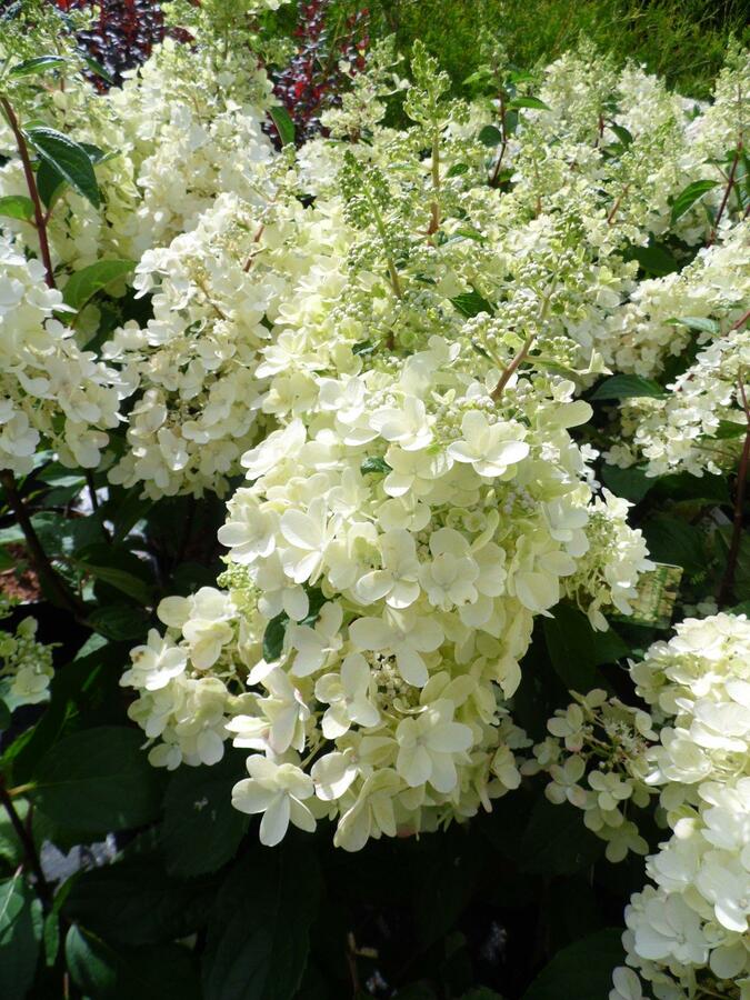 Канделайт гортензия метельчатая фото Гортензия метельчатая (Hydrangea paniculata `Candlelight`) во Владивостоке . Лук