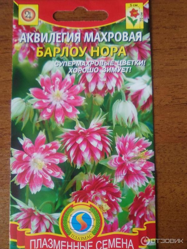 Аквилегия желтая Королева плазма