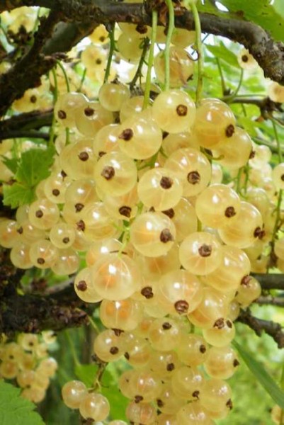 Смородина белая (Ribes niveum `Версальская`)