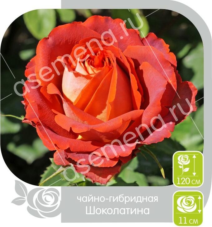 Шоколатин купить