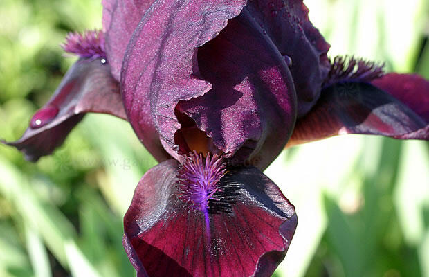 Ирис японский фреклд гейша. Эксклюзивные сорта ирисов. Ирис мечевидный грейвудс катрина. Ирис мечевидный variegata. Ирис карликовый абсолют джой.