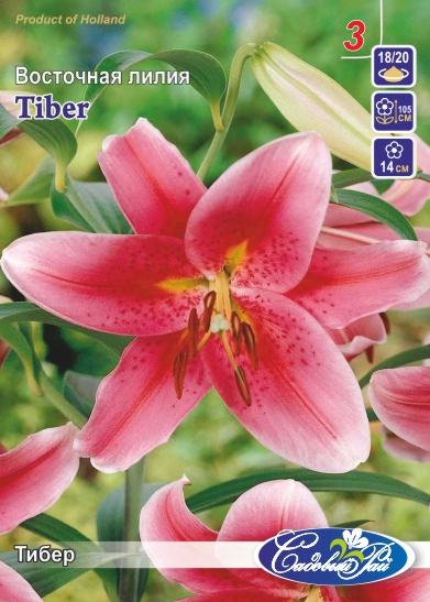 Лилия Tiber
