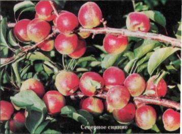 абрикос северное сияние опылители. абрикос обыкновенный саратовский рубин. абрикос сардоникс. абрикос сорта "арджанабад". сорт абрикосов саратовский рубин.