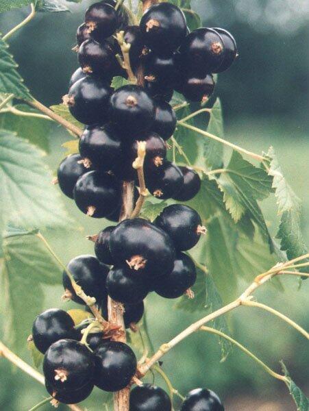 Смородина Ксюша чёрная С1 - Товар на картинке можно купить.