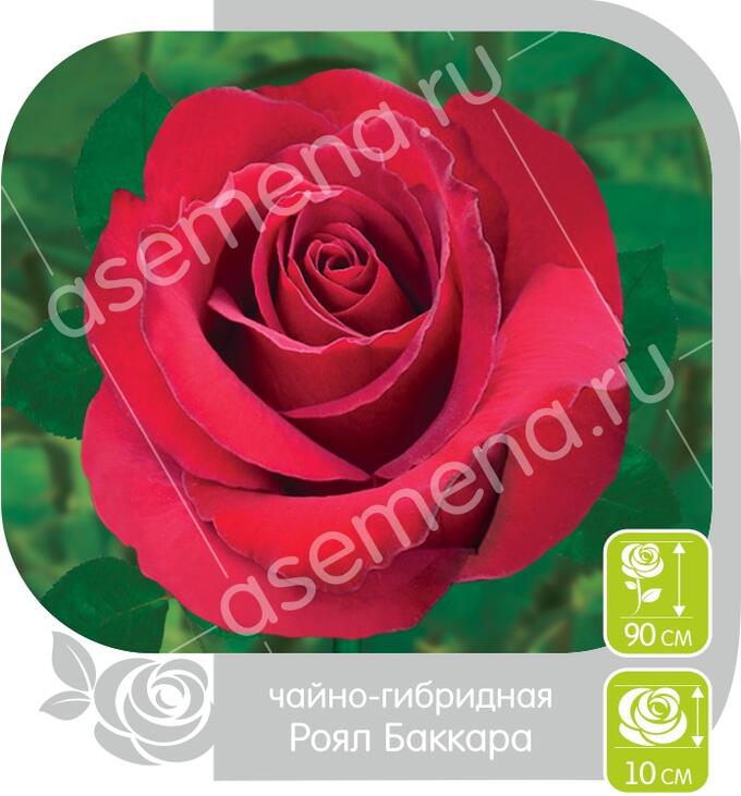 Роза Амбассадор бордовый