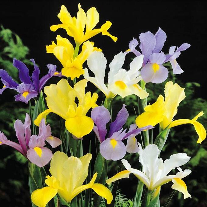 Iris Duch hybrid Hollandica Mixed