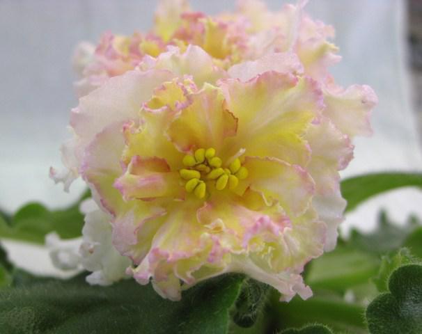 Фиалка желтая роза фото и описание Детка фиалки Sunkissed Rose (LLG/D. Herringshaw) Детки фиалок стандартных. Декор