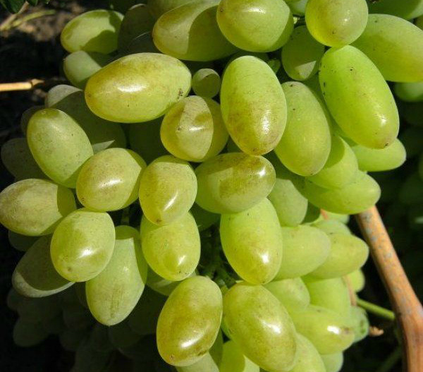 Элегант сверхранний купить саженцы почтой
