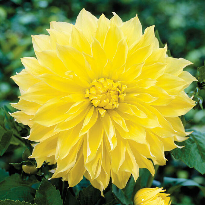 Георгин Dahlia Seeds