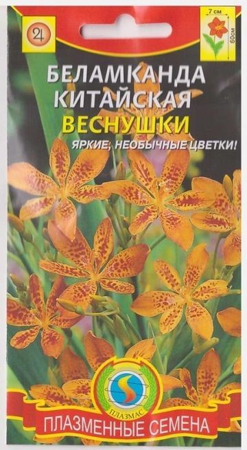 Плазменные семена Беламканда китайская Веснушки (Код: 75118)