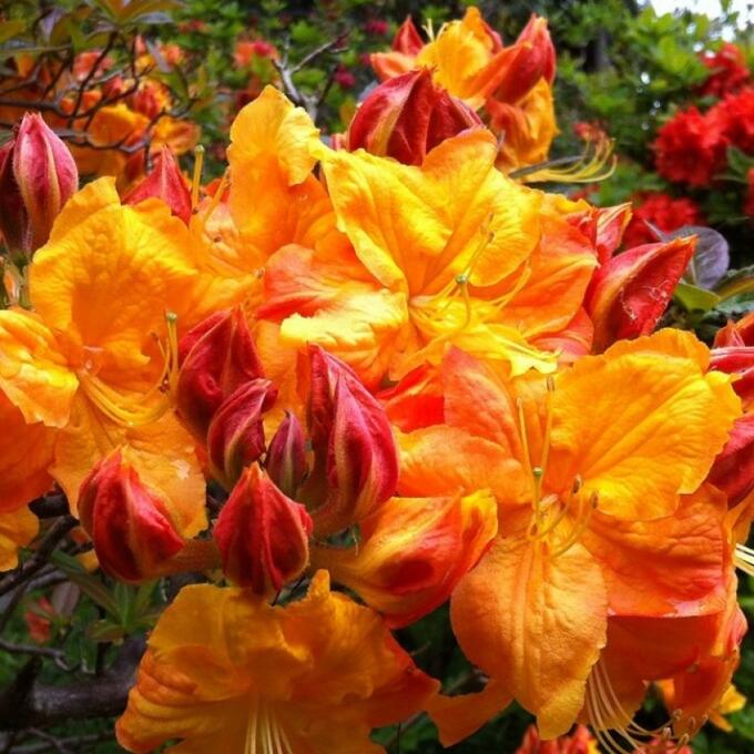 Поиск Азалия гибридная Клондайк (С2 Н30-40) цветки желто-оранжевые Azalea hybrida Klondyke