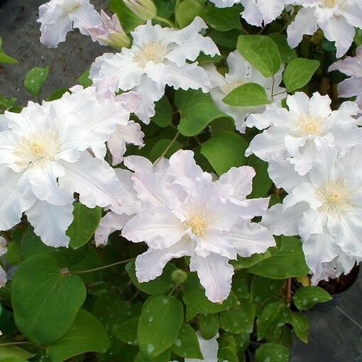 Клематисы Клематис (Clematis White Arabella) класс А ОКС